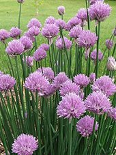 Allium-Schoenoprasum