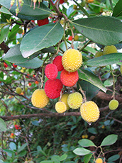 Arbutus-Unedo