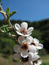 Leptospermum