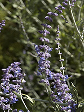 Perovskia Atriplicifolia