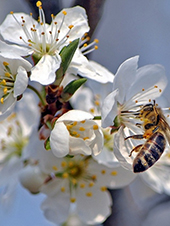 Prunus-cerasifera-myrobalan