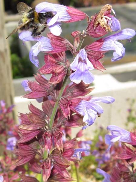 organic-salvia-officinalis